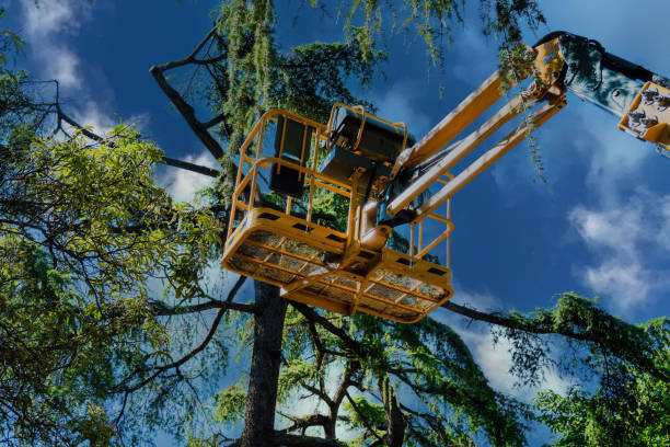 How Our Tree Care Process Works  in  Sandy Oaks, TX